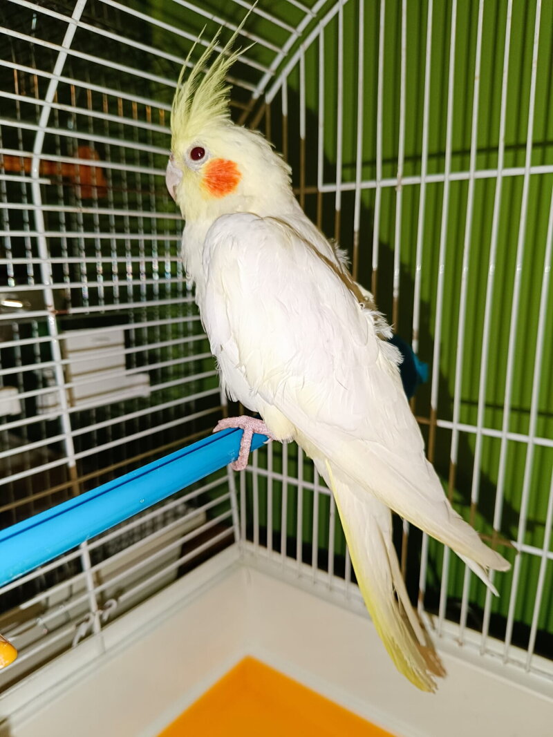 Korela
